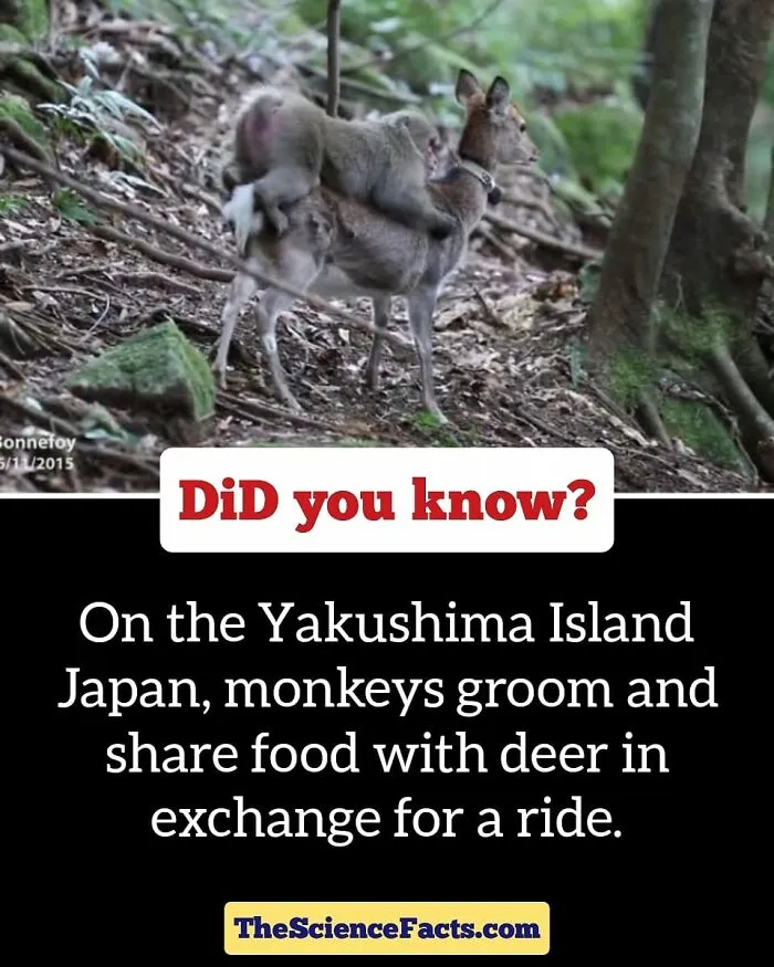Interesting-Wildlife-Facts