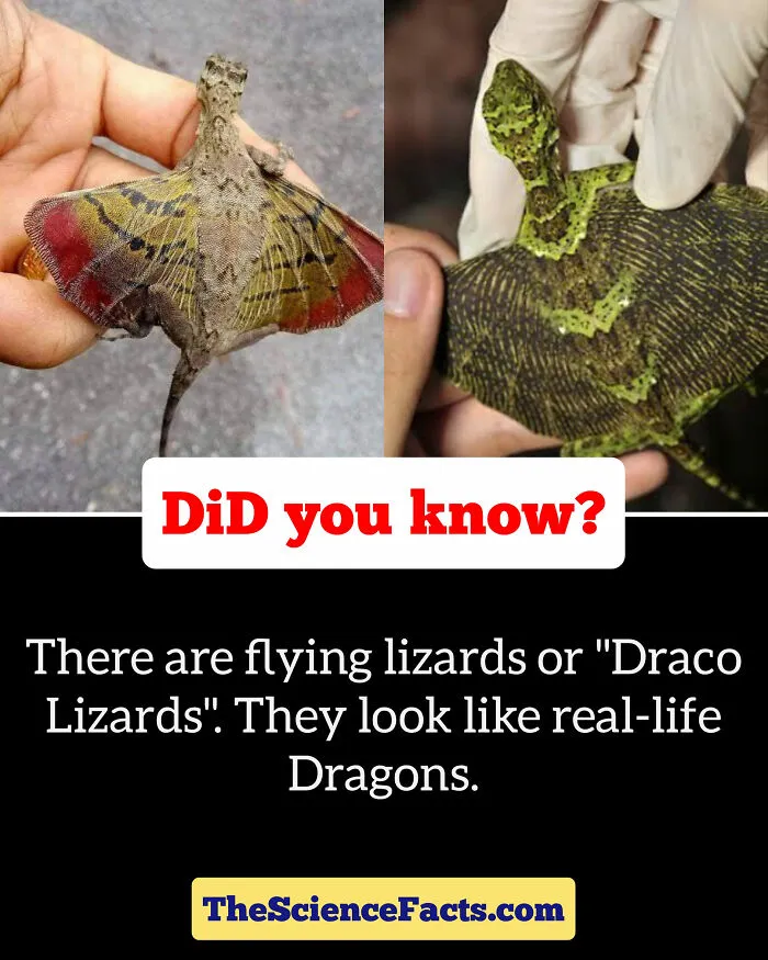 40 Weird But Cool Wildlife Facts That You Can Throw Out In Casual Conversation, As Shared On This Facebook Group