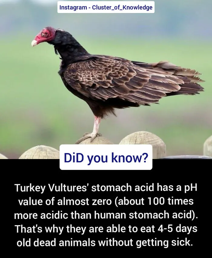 40 Weird But Cool Wildlife Facts That You Can Throw Out In Casual Conversation, As Shared On This Facebook Group