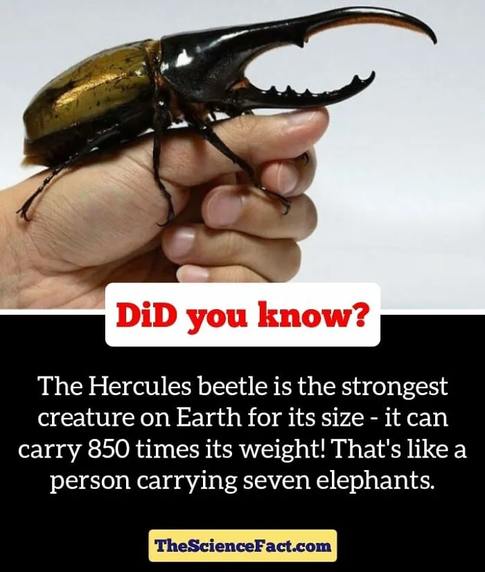 40 Weird But Cool Wildlife Facts That You Can Throw Out In Casual Conversation, As Shared On This Facebook Group