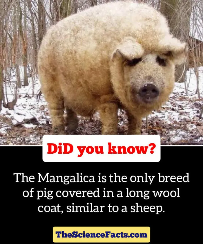 40 Weird But Cool Wildlife Facts That You Can Throw Out In Casual Conversation, As Shared On This Facebook Group