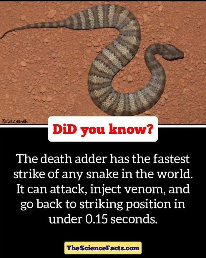 40 Weird But Cool Wildlife Facts That You Can Throw Out In Casual Conversation, As Shared On This Facebook Group