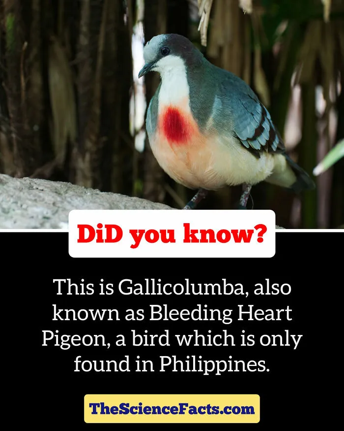 40 Weird But Cool Wildlife Facts That You Can Throw Out In Casual Conversation, As Shared On This Facebook Group
