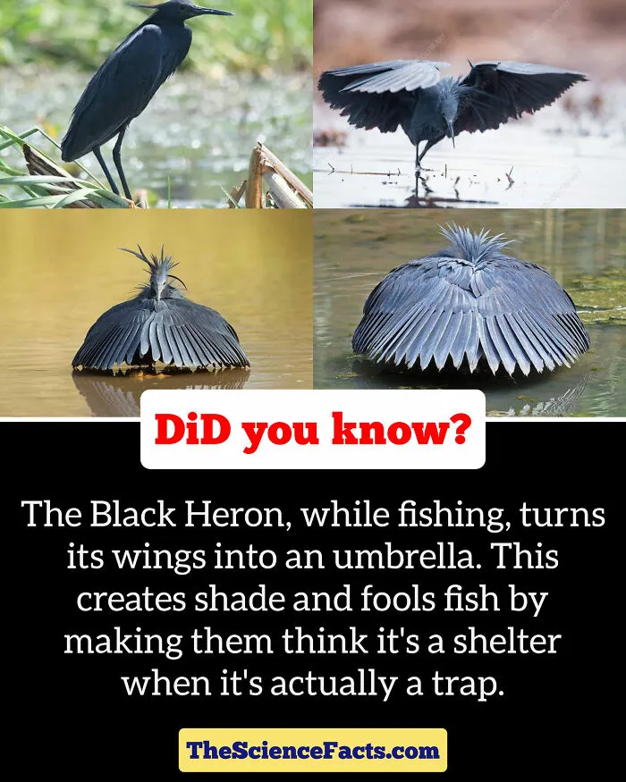40 Weird But Cool Wildlife Facts That You Can Throw Out In Casual Conversation, As Shared On This Facebook Group