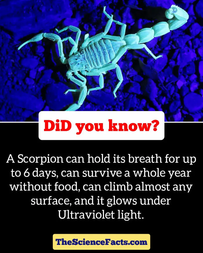 40 Weird But Cool Wildlife Facts That You Can Throw Out In Casual Conversation, As Shared On This Facebook Group