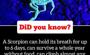 40 Weird But Cool Wildlife Facts That You Can Throw Out In Casual Conversation, As Shared On This Facebook Group