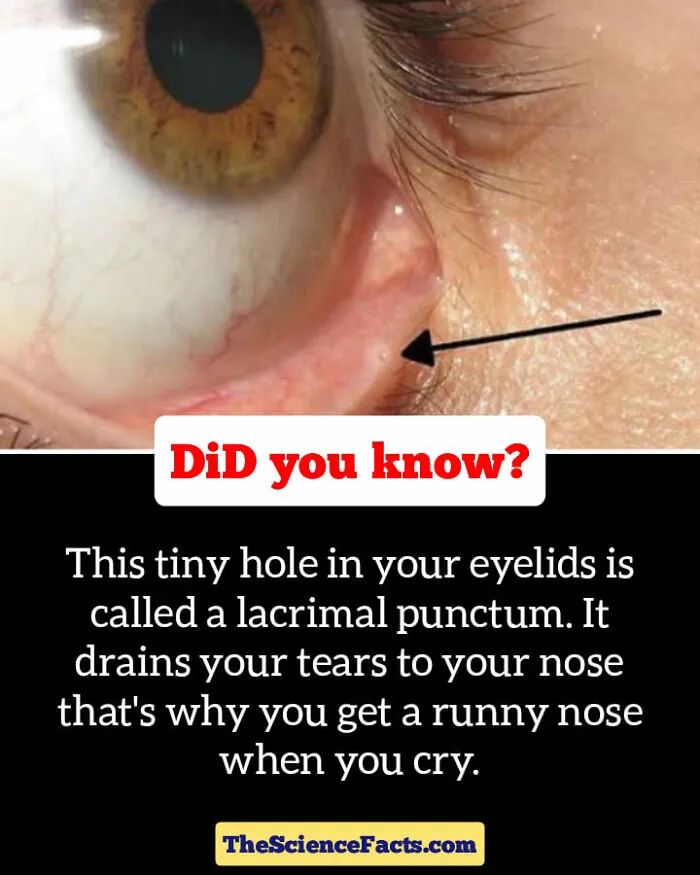 40 Weird But Cool Wildlife Facts That You Can Throw Out In Casual Conversation, As Shared On This Facebook Group