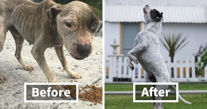 This Dog Was Found Extremely Malnourished, A Few Months Later He’s Unrecognizable As He Recovers And Then Finds A Forever Home