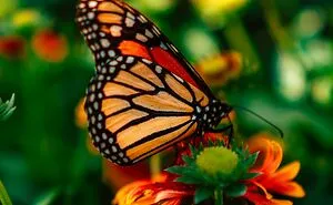 Monarch Butterfly Now Endangered