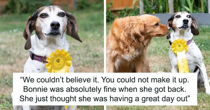 Dog Runs Away From Home And Returns With Dog Show Rosette