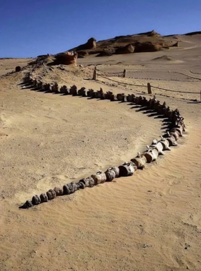 The World’s Only Intact Fossil Of An Early Whale - The Basilosaurus Dating About 40 Million Years Ago - Has Been Uncovered During A Excavation At Wadi Al-Hitan In Egypt