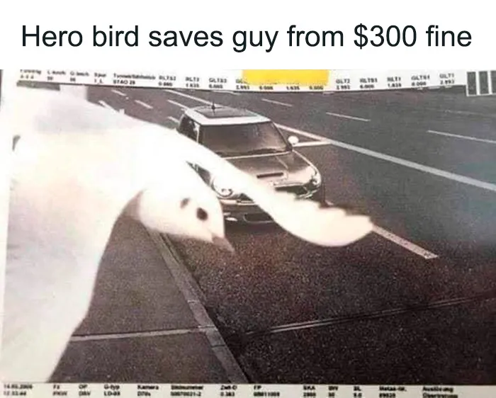 One Lucky Dude