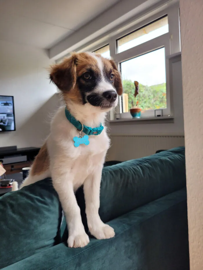 Meet Sully, A Romanian Street Dog, Who Travelled 22 Hours By Car To Join Our Little Family