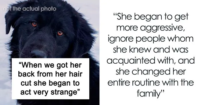 "Mentally, She Was Not There": Person Gets Their Dog Back From The Groomer, Realizes It’s Acting Weird But Keeps Living With It For Four Months Until The Truth Comes Out