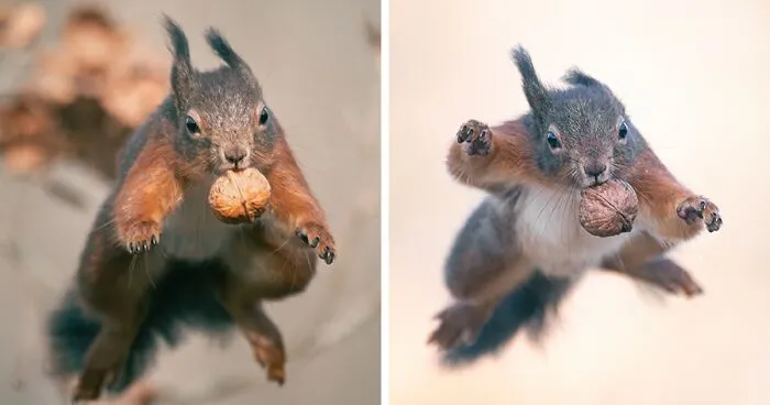 I've Been Photographing Red Squirrels For 6 Years, Here Are My 19 Photos To Show How Acrobatic They Really Are