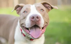 Pitbulls Are More Adorable That Scary. Here Are 5 Pictures To Prove It!