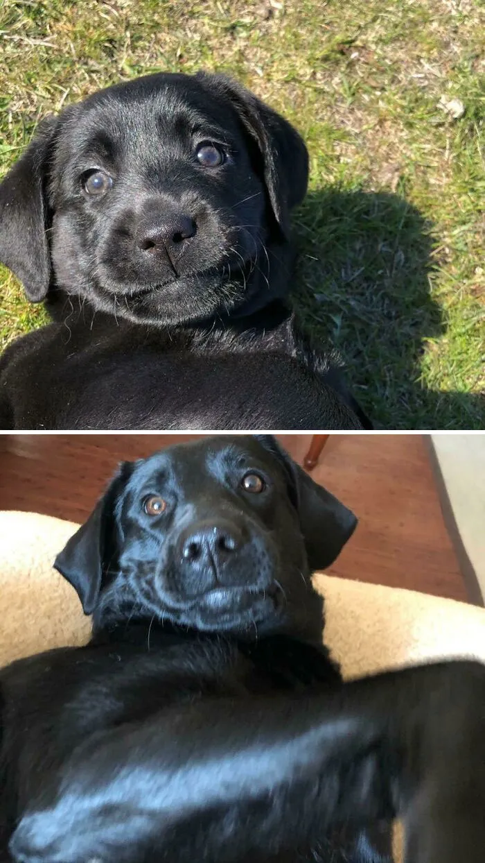 My Pup, 2 Years Apart