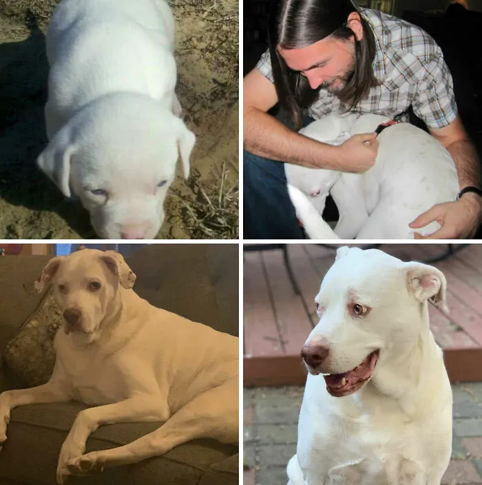 Fue un rescate. El más pequeño de la camada. Probablemente ciego, sordo, no sobrevivirá mucho tiempo, me dijeron. Bueno, feliz décimo cumpleaños, Buddy