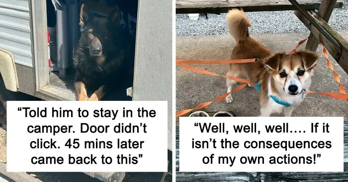 Most Heckin’ Heart-Melting Puppers, As Shared On The 'Rare Puppers' Online Group