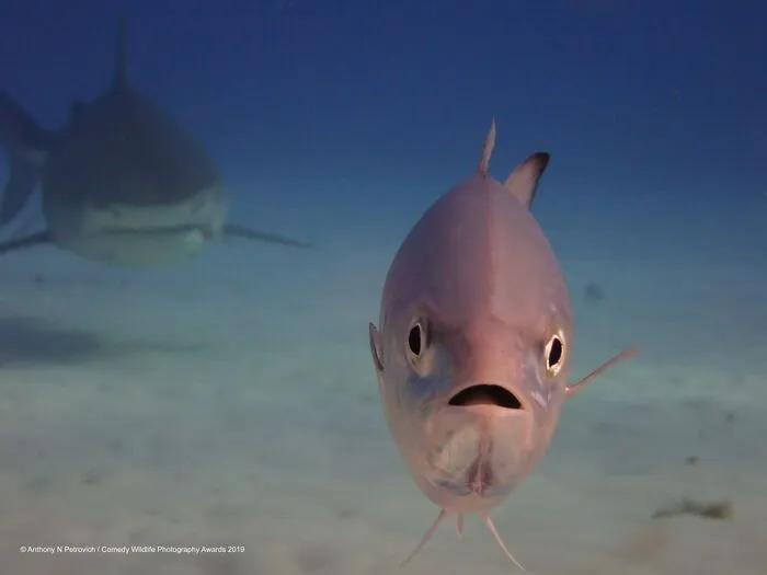 He's Right Behind Me, Isn't He?