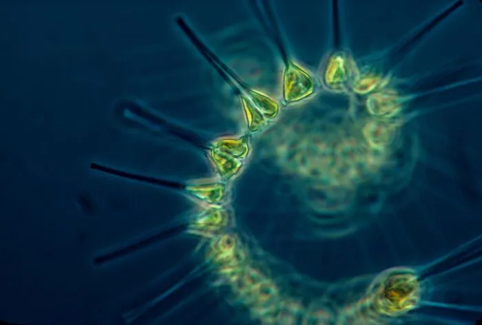 Most Of Earth's Oxygene Comes From The Ocean