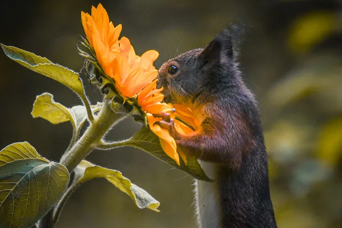 My 19 Photographs Featuring Squirrels And Birds Interacting With Flowers