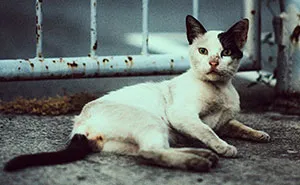 I Took 18 Photos Of Stray Cats Living In Limassol, Cyprus (New Pics)