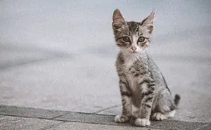 I Walked The Streets Of Limassol, Cyprus To Take Pictures Of Stray Cats There (16 New Pics)