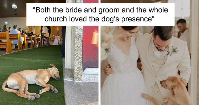 This Stray Dog "Invaded" A Wedding And Ended Up Being Adopted By The Newlyweds