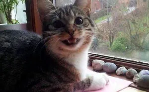 50 Perfectly Accurate Pics And Memes That Capture What It's Like Living With Cats