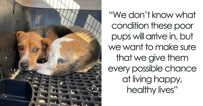 "They Don't Know What Grass Is": Over 4000 Beagles Got Rescued From A Medical Facility, And Now They Are In Dire Need Of New Homes