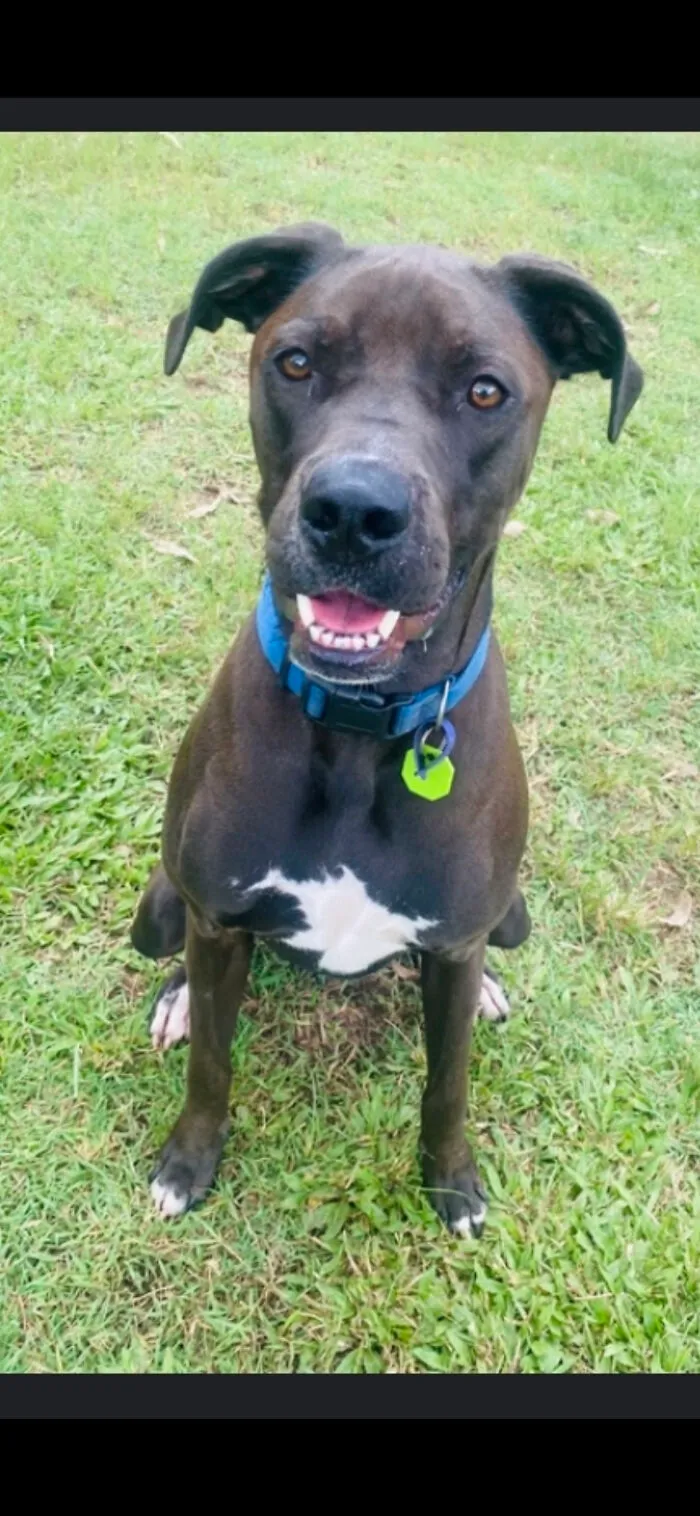 My Happy Doggo!