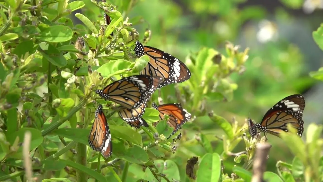 Peaceful Relaxing Instrumental Music, Meditation Calm Music, "Butterfly Heaven"