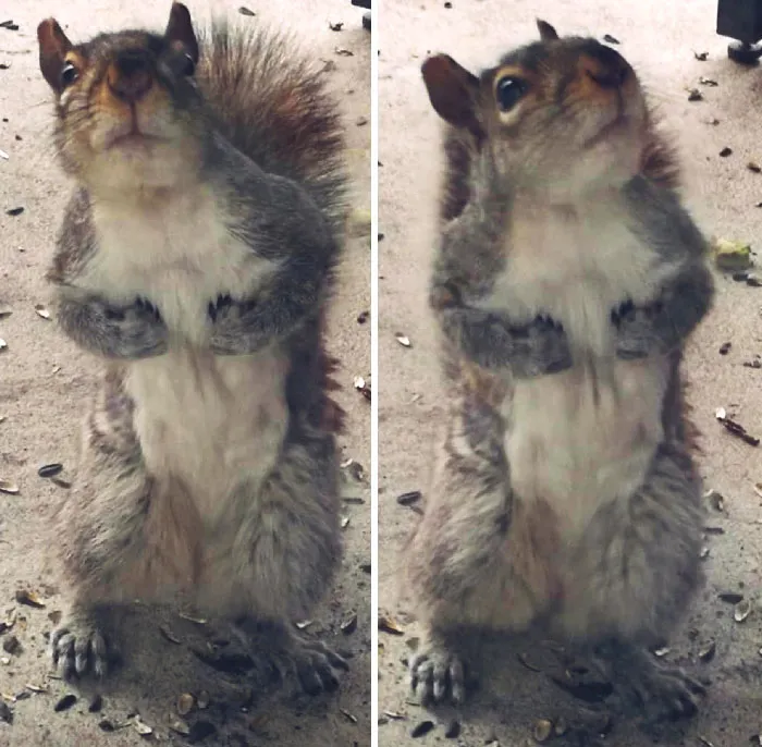 So Ive Been Feeding The Squirrels Lately And This Is What I Saw At My Door When I Woke Up