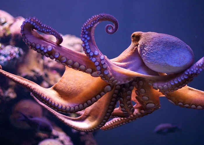 Divers Reveal 50 Disturbing Discoveries Underwater They Will Probably Never Be Able To Explain