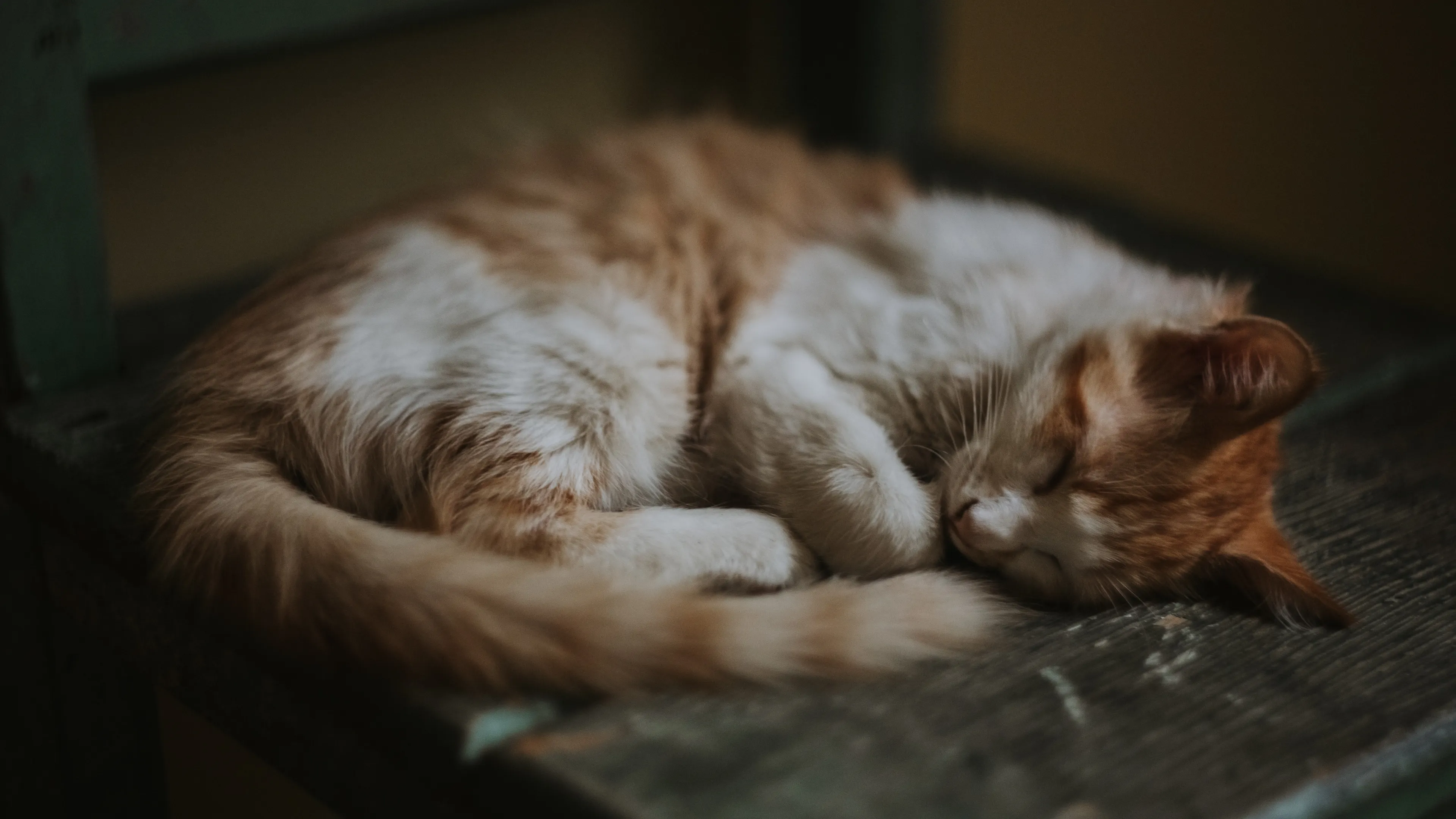 6 Reasons Why Our Feline Friends Sleep So Much!