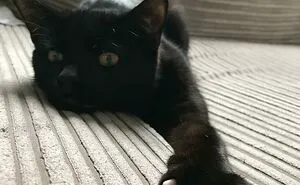 This Group Is Dedicated To Posting Pics Of Cats' "Murder Mittens" And Here Are Their 50 Best Pics (New Pics)