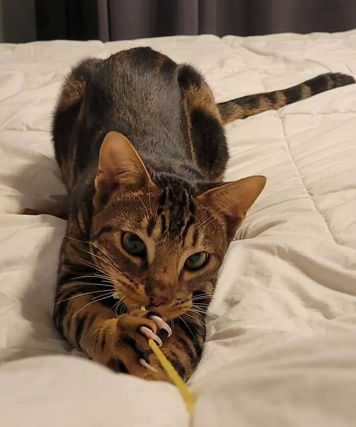 Chip Has Some Serious Mitts
