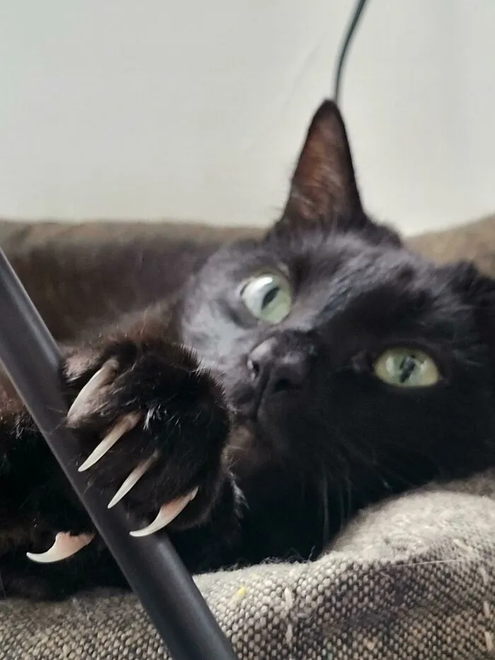 Just Reminding You Who The Apex Predator Of The House Is