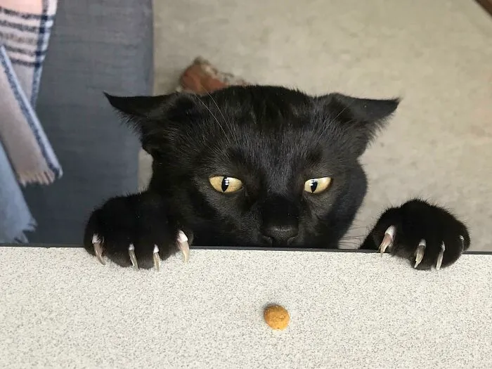 Cazador de pienso