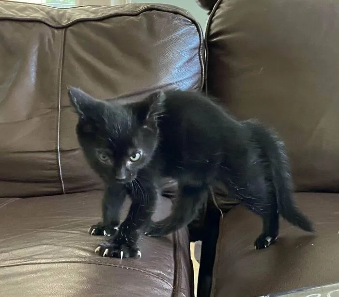 My Sister’s Void, Always Showing Off The Mittens