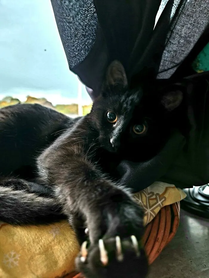 You Haven't Forgotten Our Snacc Agreement, Have You, Hooman?