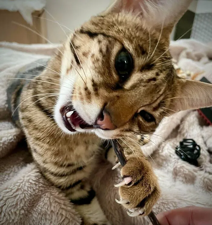 The Best Toys Are The Things I Hold