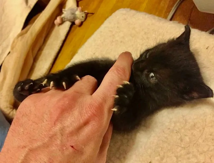 4 Week Old Murder Mittens