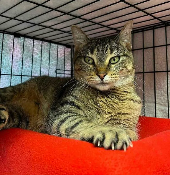 Yolanda (And Her Murder Mittens) Are Waiting To Be Adopted From A Local Shelter
