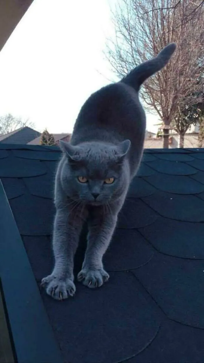 Little Panther