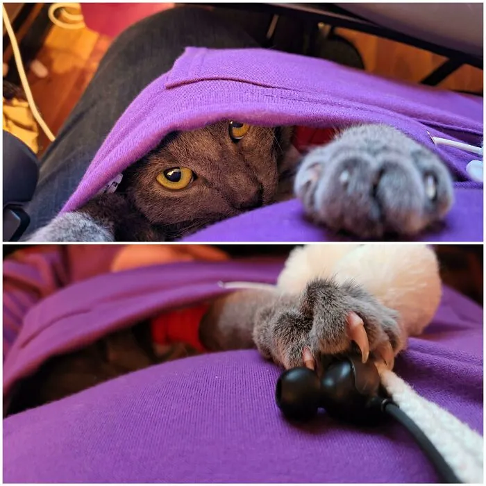 Luna Inside My Kangaroo Pocket While I Work....she Got What She Was After