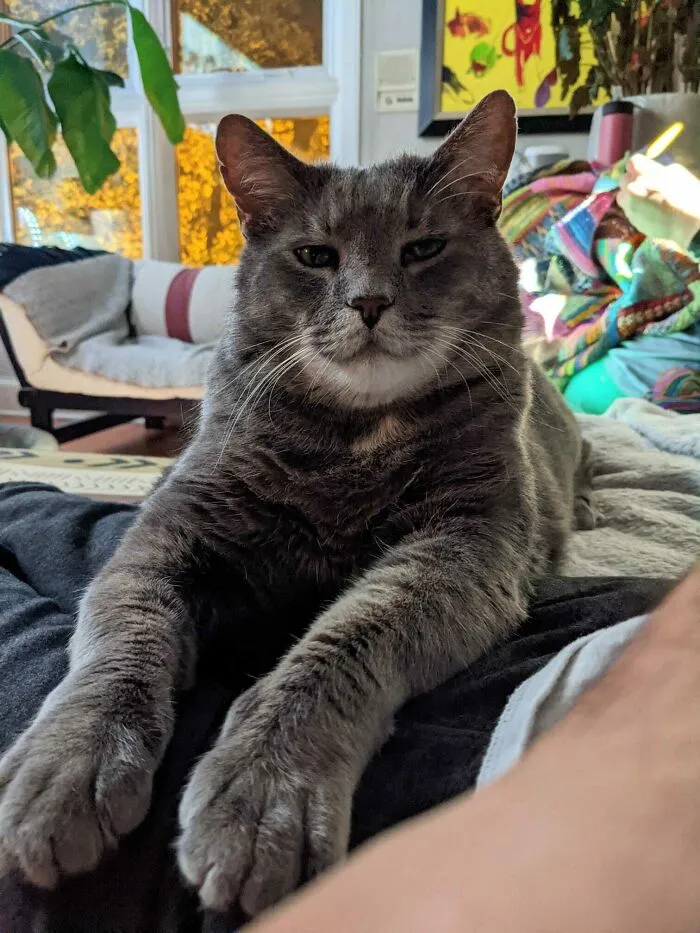 He's The Sweetest Man 95% Of The Time. Until The Murdermittens Come Out