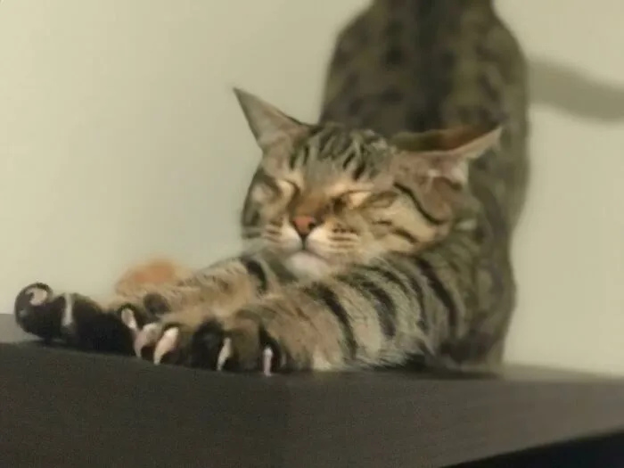 Big Stretch Murder Mittens