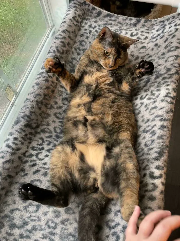 Must Ignore The Murder Mittens To Rub Belly!
